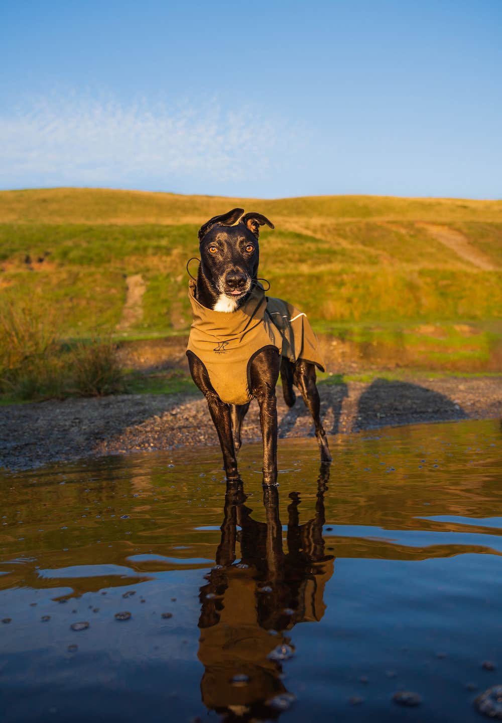 Cyclone Dog Jacket